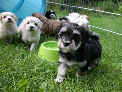 Bichon Havanais hvalpe hos Kennel Miki Nanoq